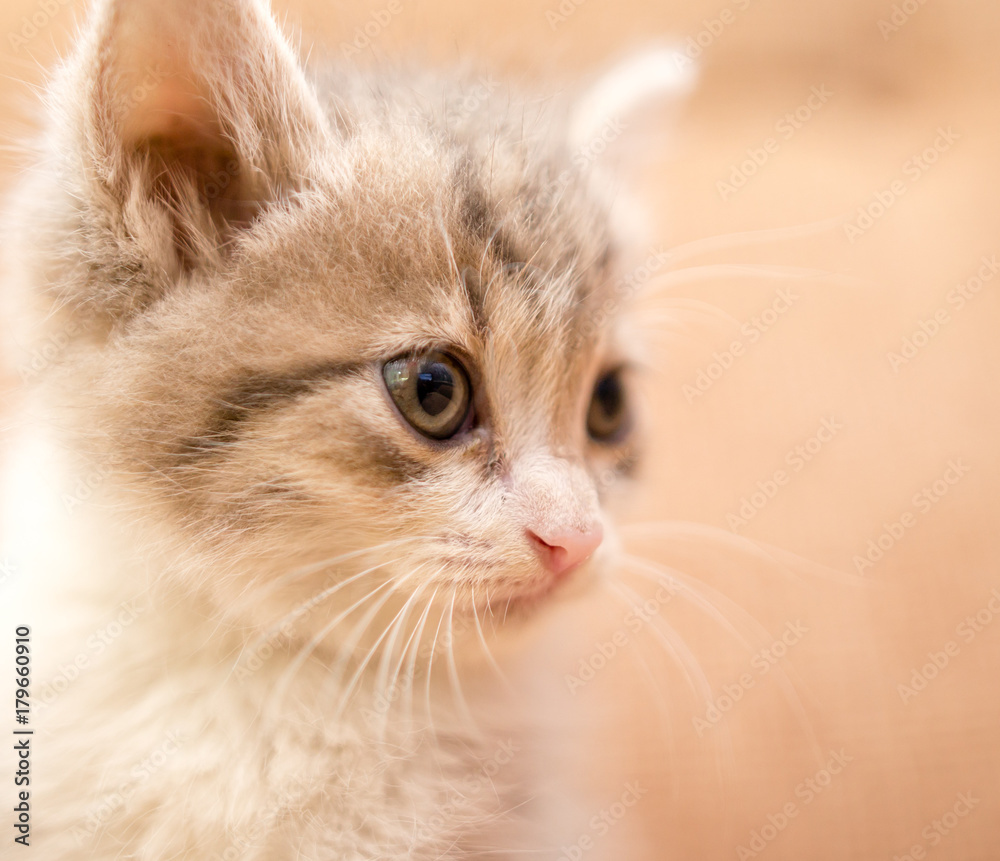 portrait of a small kitten portrait of a small kitten