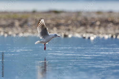 фотографія one black-headed gull (Larus ridibundus) landing water, spread wings, legs