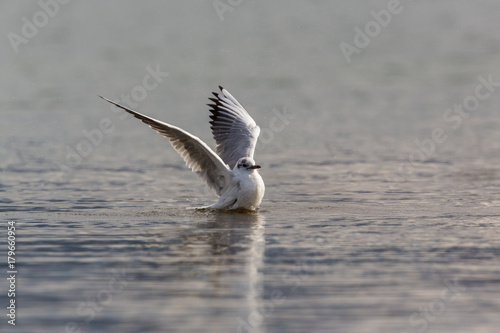 one black-headed gull (Larus ridibundus) take off water surface