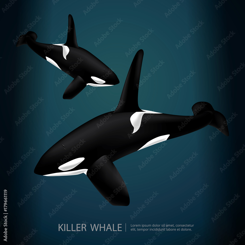 Obraz premium Killer Whale Under The Sea Vector Illustration