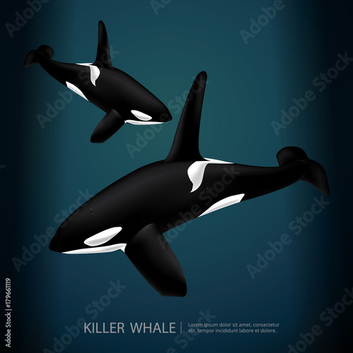 Killer Whale Under The Sea Vector Illustration