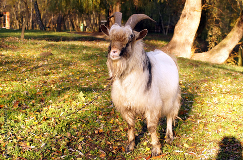 Obraz na płótnie Grey goat grazed on a green meadow w salonie