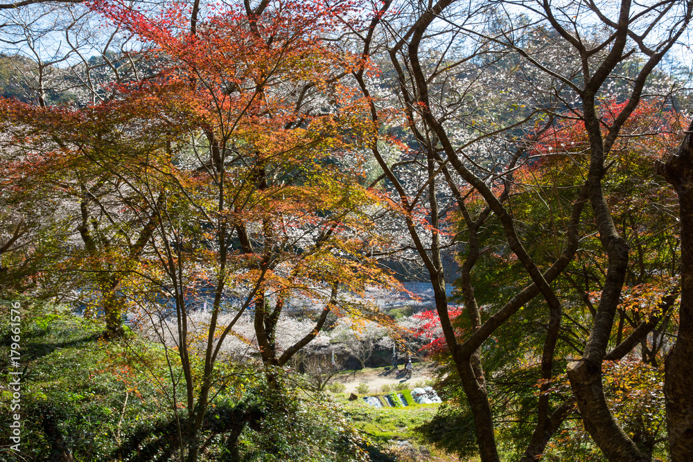 小原の四季桜