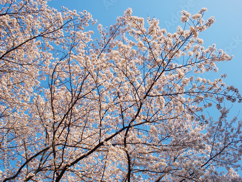 桜　さくら　cherry blossom　青空 © JYP