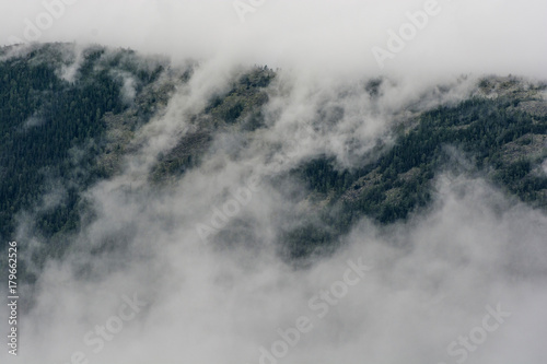 pine forest in mountains with fog. beautiful background.