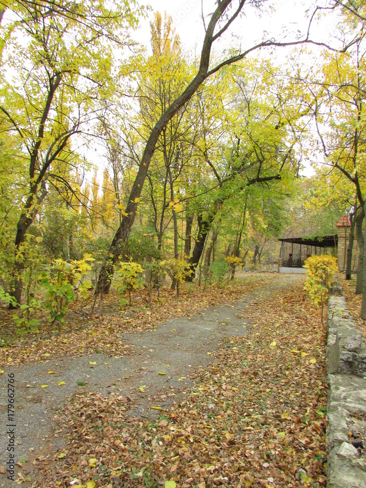 Fototapeta premium autumn, autumn walk, old trees, leaves