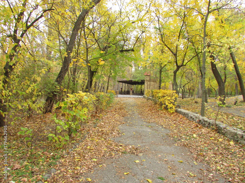 autumn, autumn walk, old trees, leaves