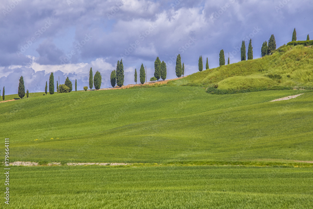 Tuscan landscape with cypress trees
