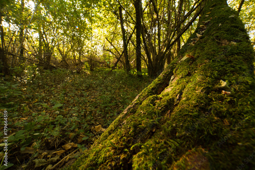 robinia forest, in the adda park