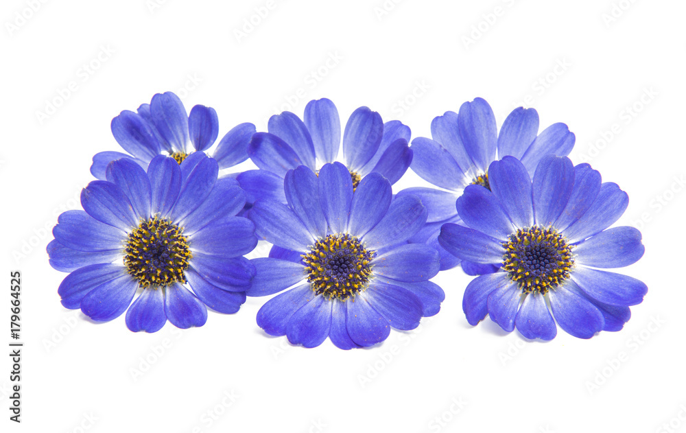 blue cineraria isolated