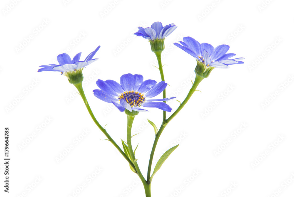 blue cineraria isolated