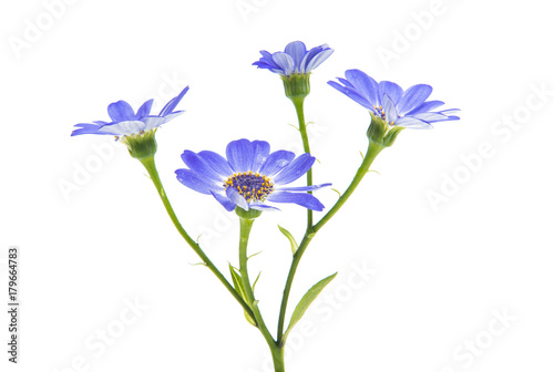blue cineraria isolated