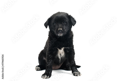 Fototapeta Naklejka Na Ścianę i Meble -  black dog isolated
