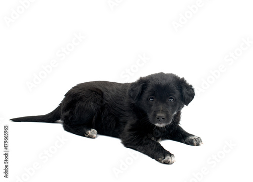 black dog isolated