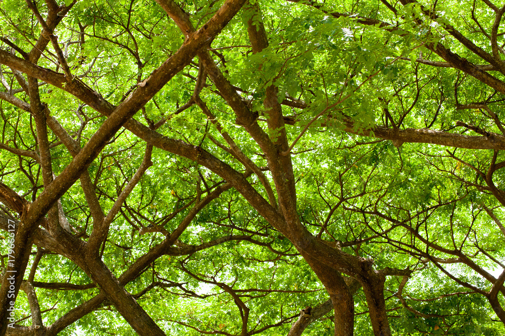 Fototapeta premium tree branch