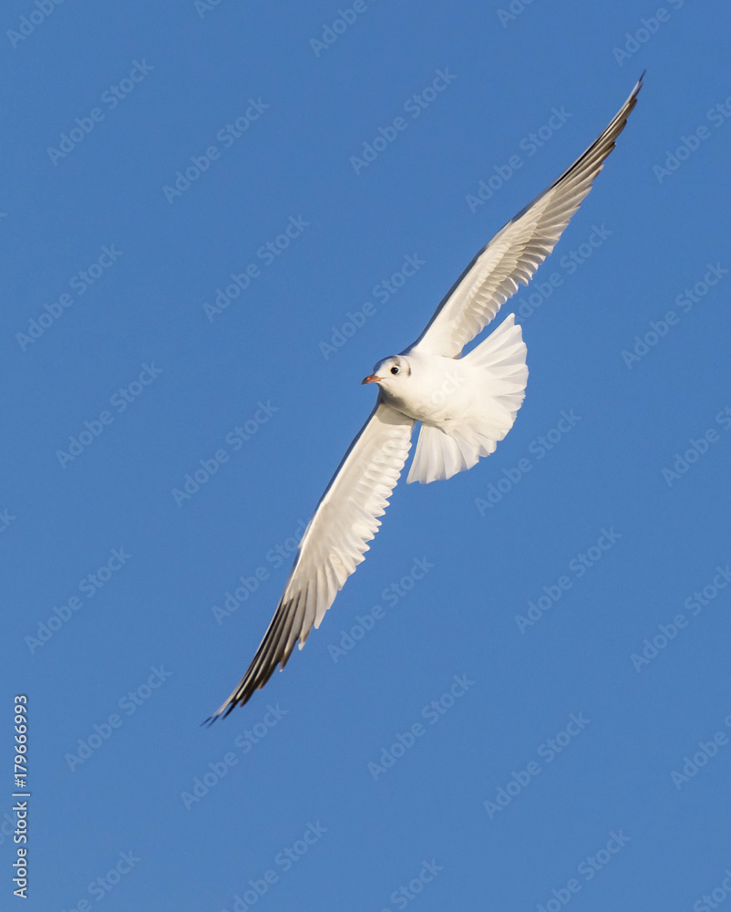 Fototapeta premium Flying seagull on blue sky
