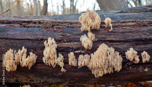 Artomyces pyxidatus coral fungus photo