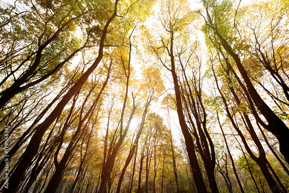 Naklejka premium autumn forest on sunny day