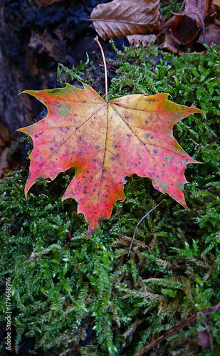 Herbstblatt