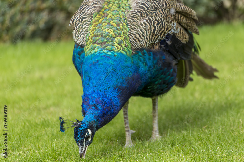 Fototapeta premium Closeup portait of a peacock