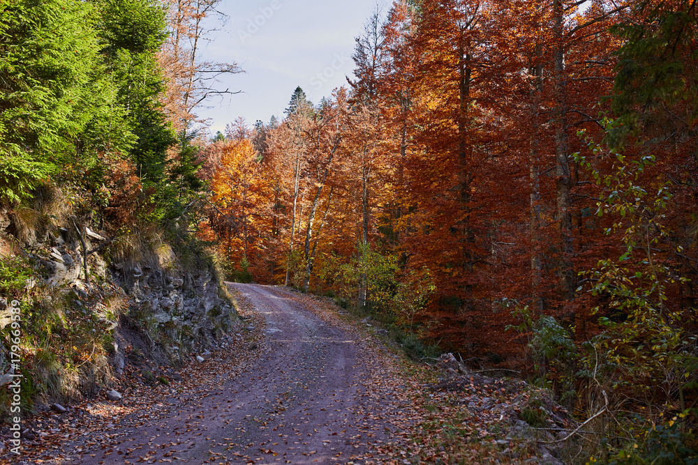 Road through forest in the fall