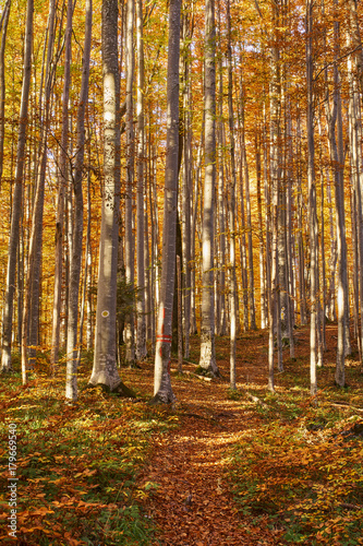 Fototapeta Naklejka Na Ścianę i Meble -  Colorful trees in the fall