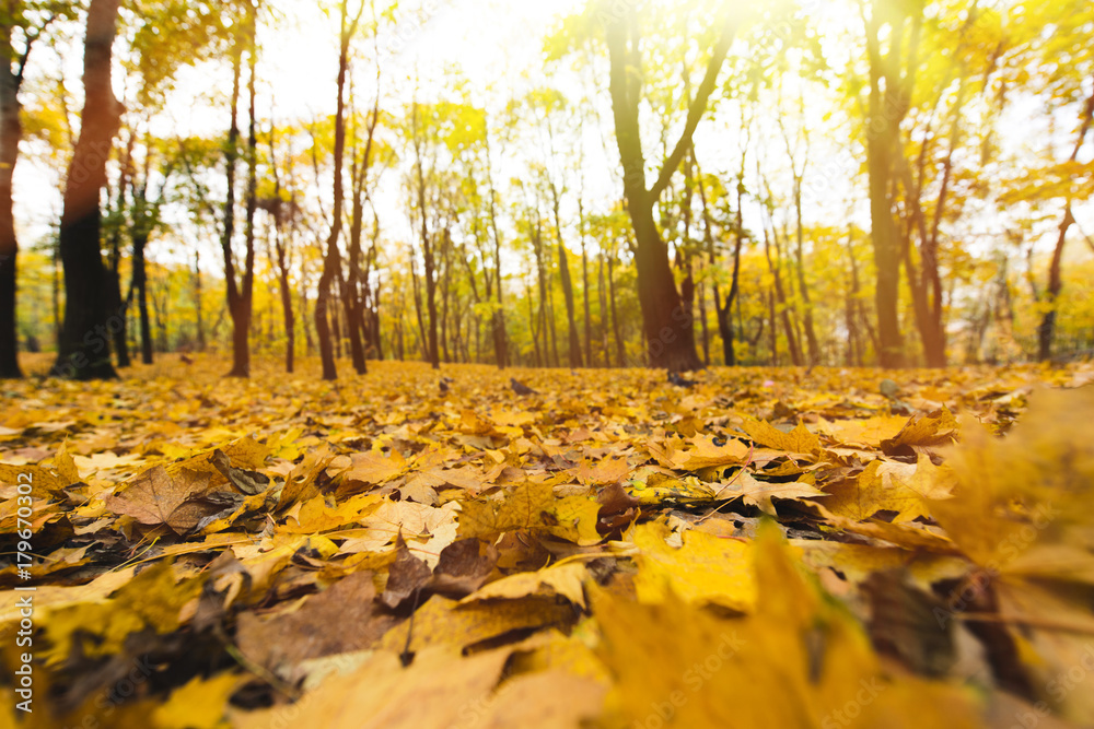 yellow fallen leaves yellow fallen leaves