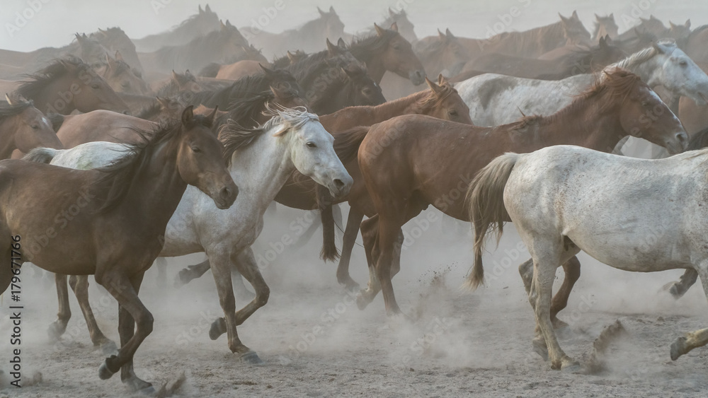 Obraz premium Horses run gallop in dust