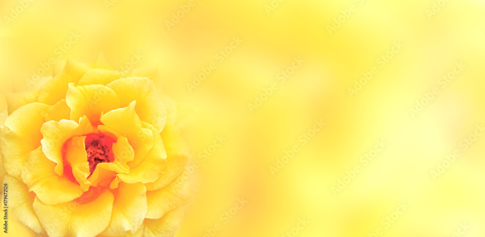 Fototapeta premium Banner with yellow rose