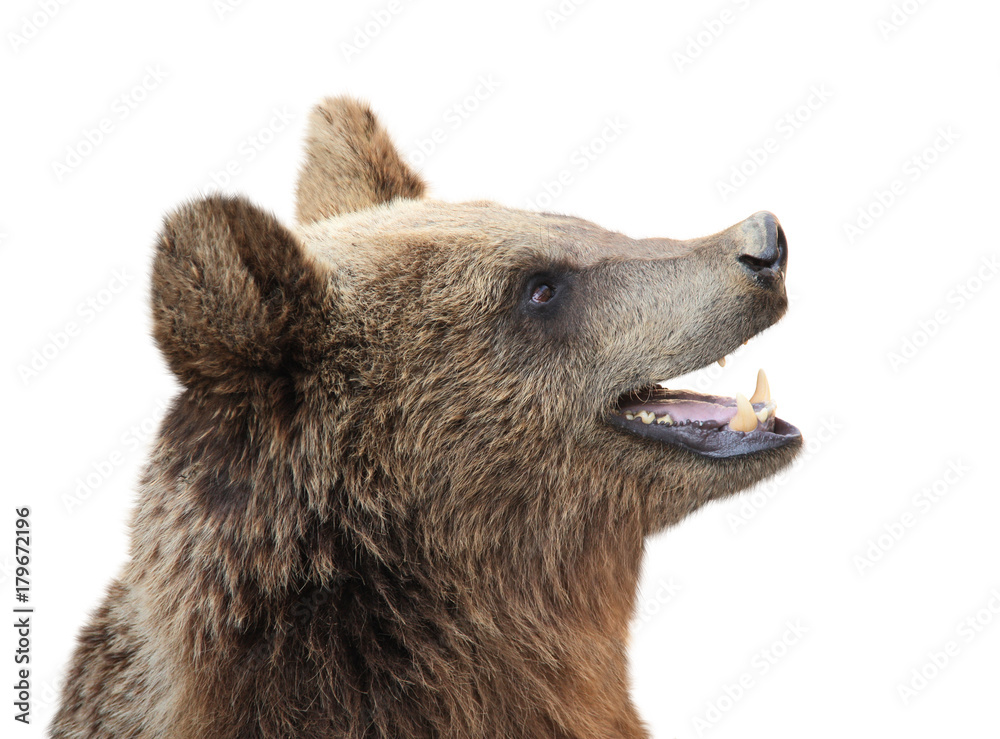Fototapeta premium Niedźwiedź brunatny (Ursus arctos)