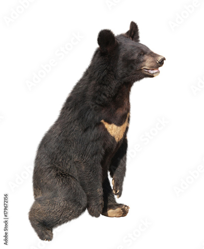 Asiatic black bear (himalayan bear, ursus thibetanus)