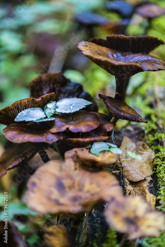 Honey mushrooms cluster in the forest, closeup shot photo