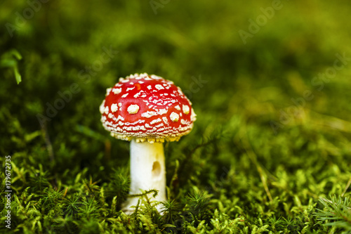 Toxic and hallucinogen mushroom Amanita muscaria in closeup