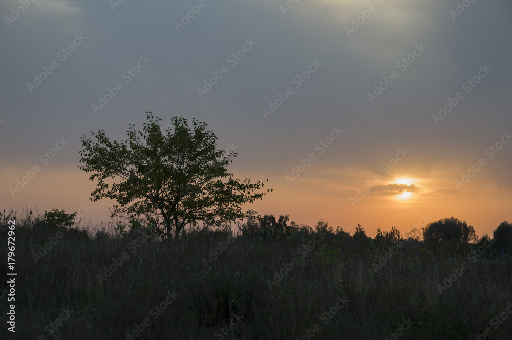 Sundown and sunrises. Purple violet sky and much clouds. Silhouette of  lonely tree in the dark meadow on the background of heaven. Tender evening