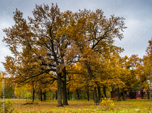 Cloudy autumn day in park with oak trees, yellow foliage and wooden chirch in background