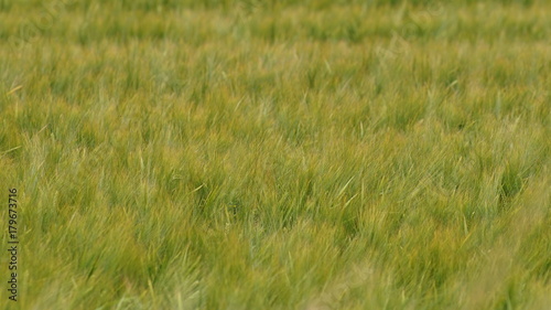 Принти на полотні mellow grass
