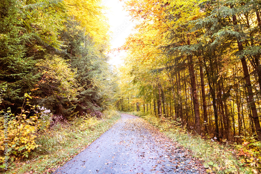 Naklejka premium Road through the autumn forest.
