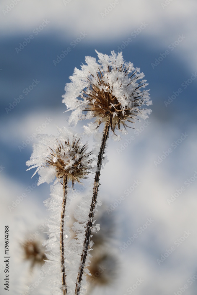 Distel mit Raureif Distel mit Raureif