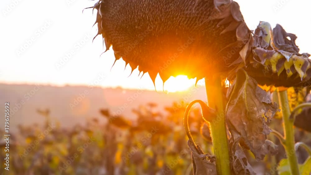 Sunflowers absorb the last rays of the sun Stock Video Adobe Stock