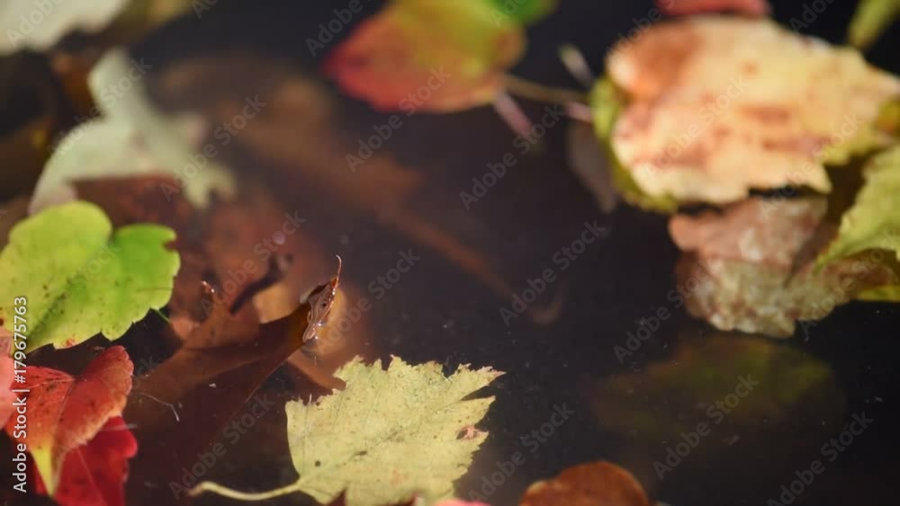 Closeup of autumn leaves floating in dirty water Closeup of autumn leaves floating in dirty water