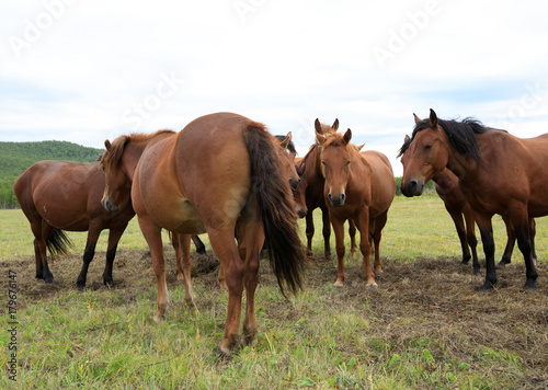 curious horses looking at camera on the grassland