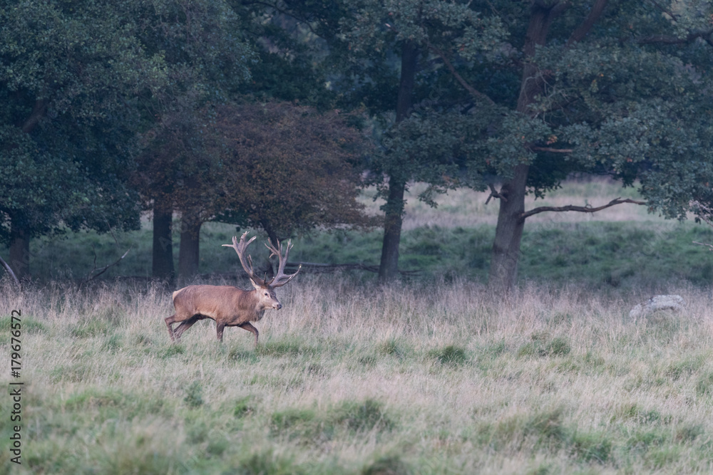 Red deer Red deer