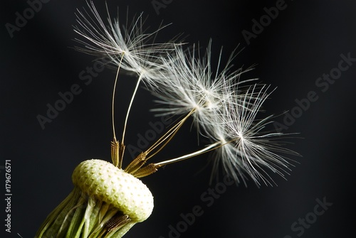 Dandelion seeds