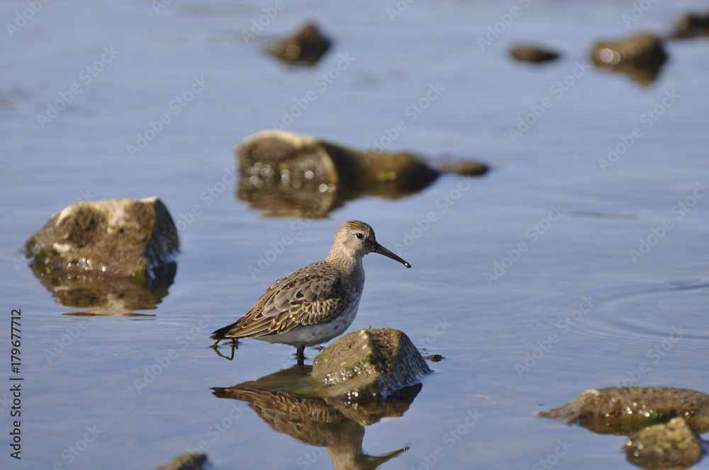 Sandpiper on the river. Sandpiper, game, bird, wild nature, animals, nature, fauna, flora, reflection Sandpiper on the river. Sandpiper, game, bird, wild nature, animals, nature, fauna, flora, reflection