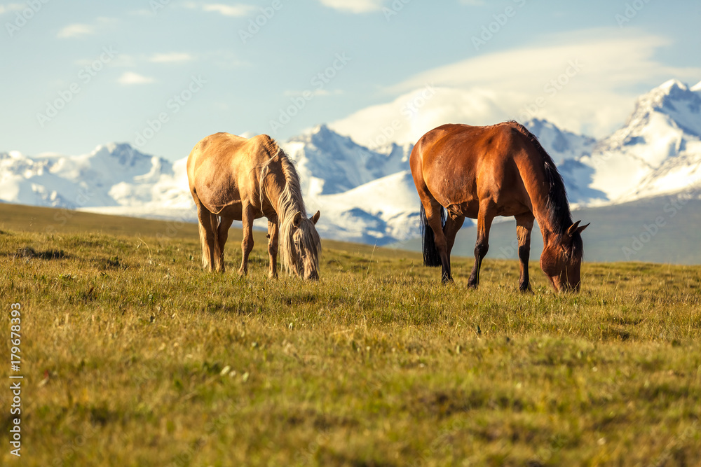 Horses under snow mountains Horses under snow mountains