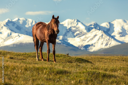 The horse under snow mountains