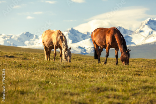 Horses under snow mountains