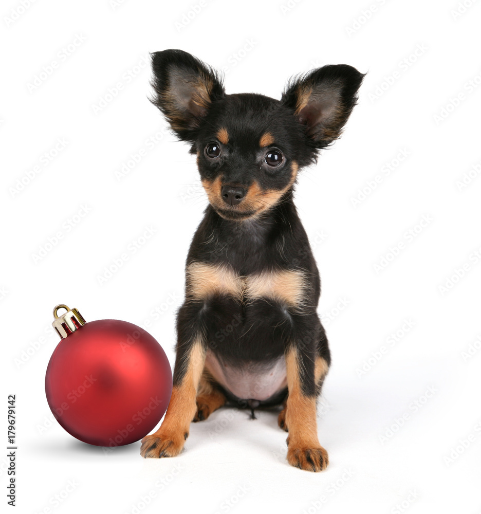 new year dog puppy breed Russian toy white background isolated small black cute red bead