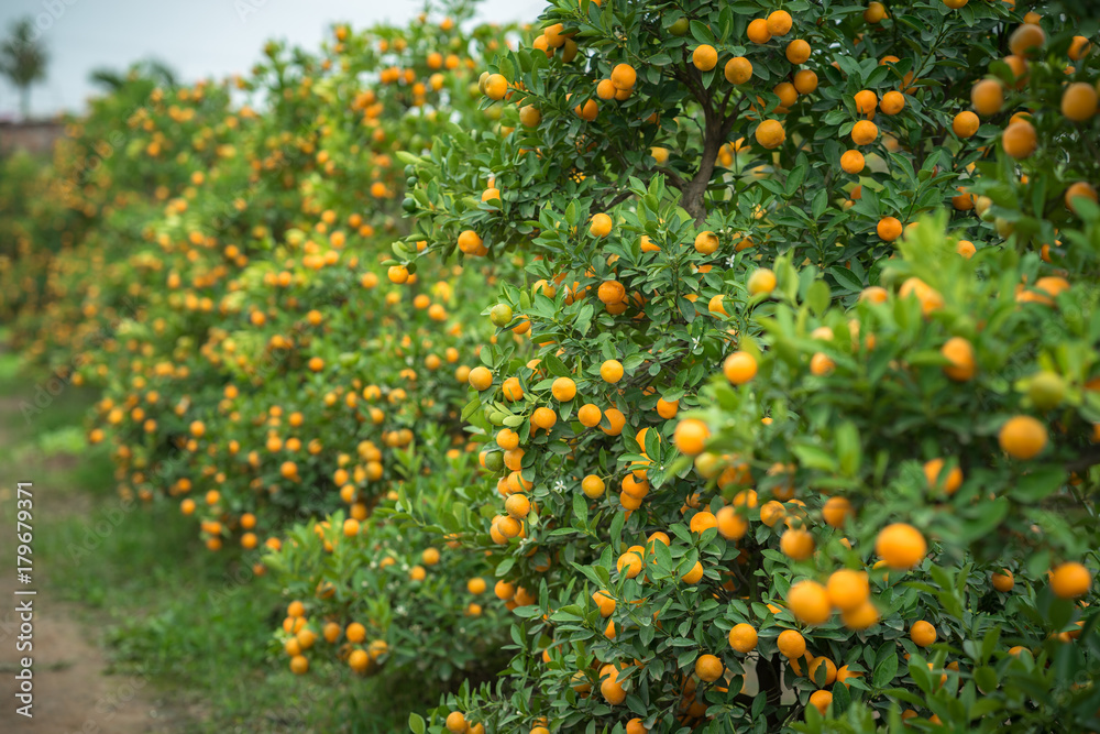 Kumquat tree. Together with Peach blossom tree, Kumquat is one of 2 must have trees in Vietnamese Lunar New Year holiday in north. Kumquat tree. Together with Peach blossom tree, Kumquat is one of 2 must have trees in Vietnamese Lunar New Year holiday in north.
