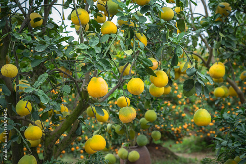 Ripe and green pomelo fruit tree in the garden.